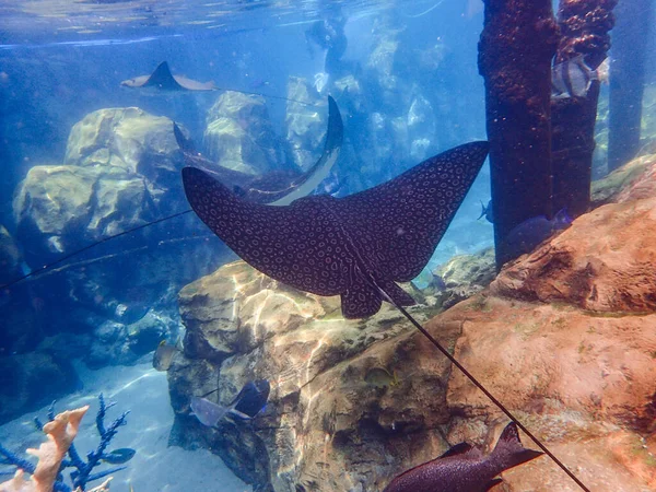 Eagle Ray Swimming Coral Reef Stingray — Stock Photo, Image