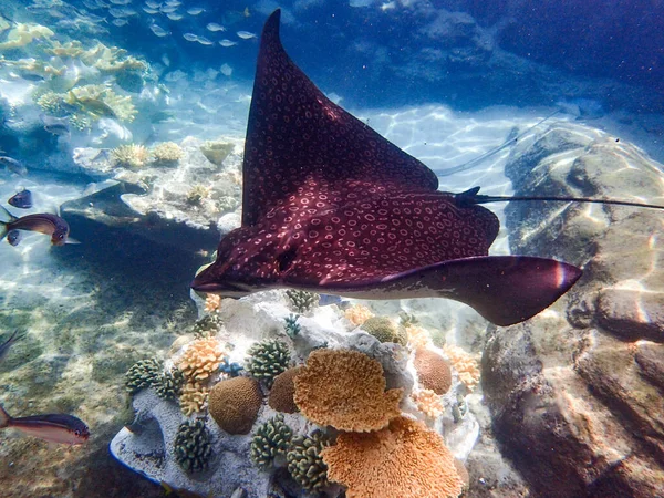 Eagle Ray Swimming Coral Reef Stingray — Stock Fotó