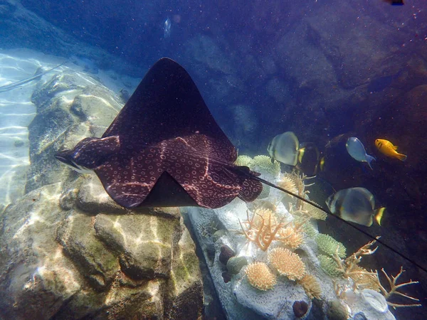 Eagle Ray Swimming Coral Reef Stingray — Stock Fotó