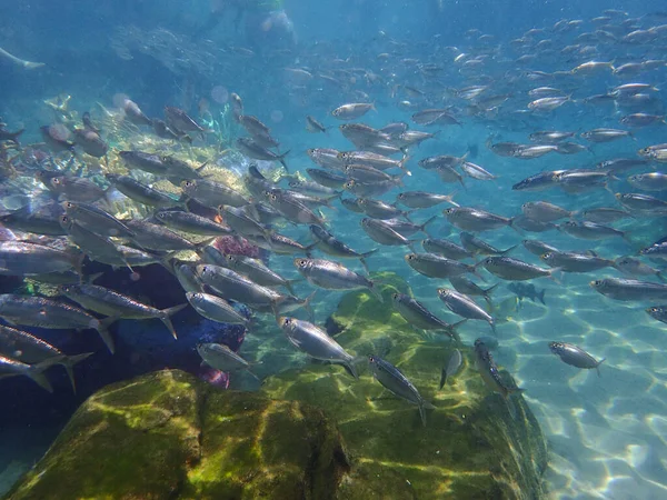 Underwater Photo School White Fish — Stock fotografie