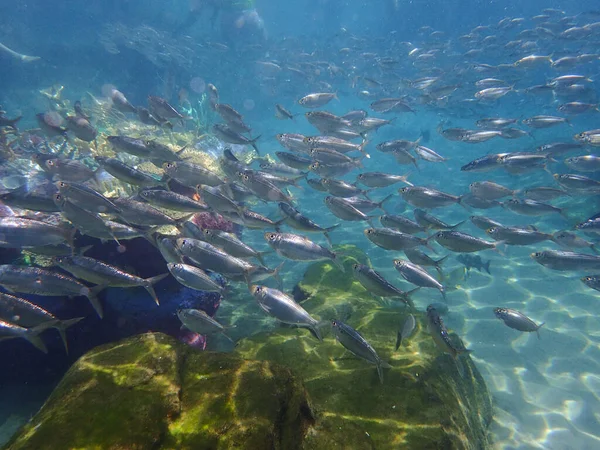 An underwater photo of a school of White Fish