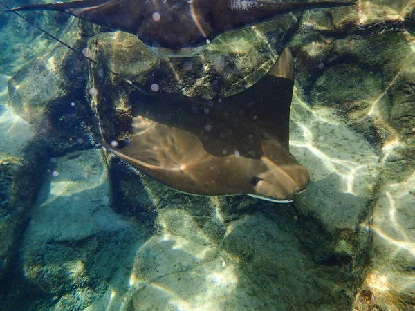 Cownose Ray Swimming Coral Reef Stingray — Stockfoto