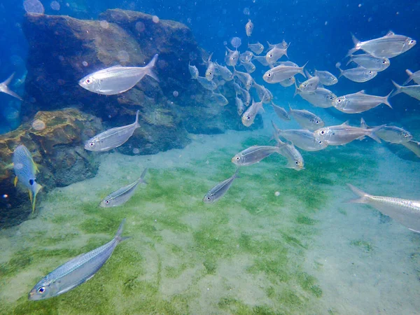 Underwater Photo School White Fish — Photo