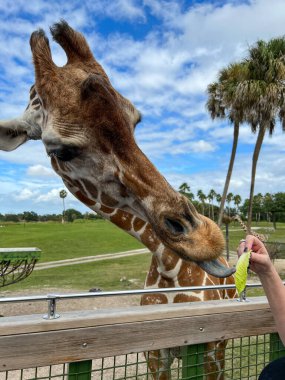 Tampa, FL USA - November 11, 2021: A closeup of a giraffe at a zoo waiting for visitors to feed it lettuce.