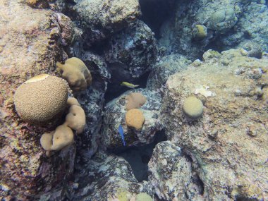 Mavi Tang, Curacao 'daki mercanlardan besleniyor..