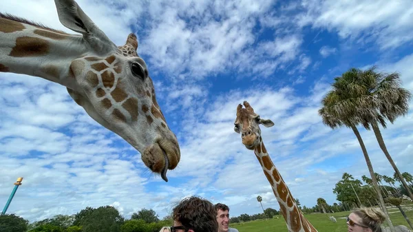 Tampa Usa Listopada 2021 Zbliżenie Żyrafy Zoo Czekającej Gości Aby — Zdjęcie stockowe