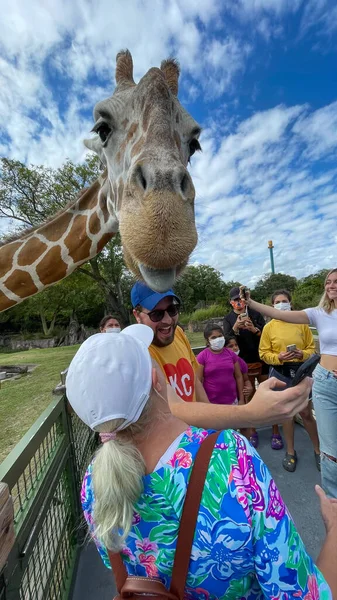 Tampa Usa Листопада 2021 Гурток Жирафа Зоопарку Чекаючи Відвідувачів Щоб — стокове фото