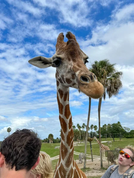 Tampa Usa November 2021 Closeup Giraffe Zoo Waiting Visitors Feed — Fotografia de Stock