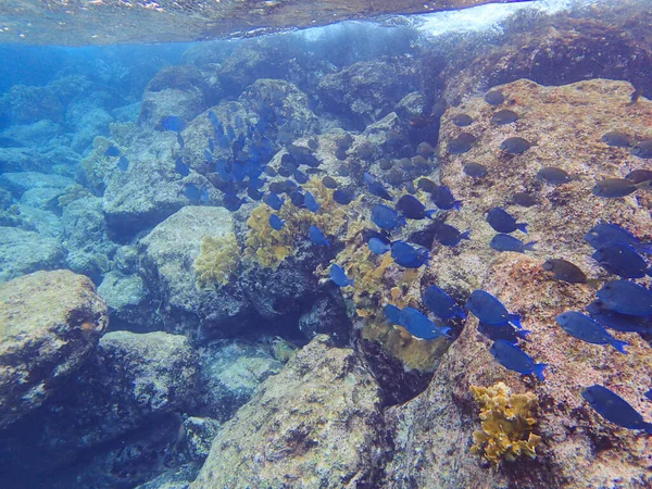Blue Tang Eating Growth Coral Curacao — Fotografia de Stock