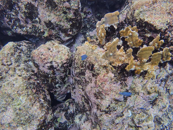 Blue Tang eating growth off of coral in Curacao.