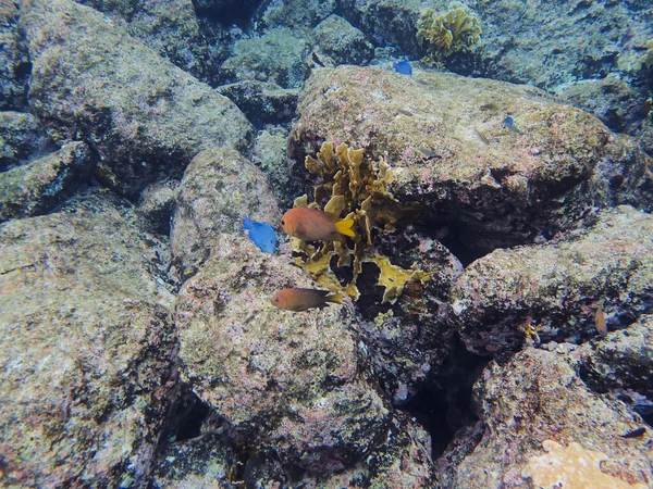 Blue Tang Eating Growth Coral Curacao — Photo
