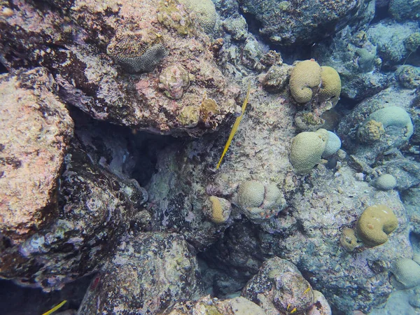 Aulostomus Maculatus Trumpetfish Which Also Known West Atlantic Trumpetfish Long — Stock Photo, Image