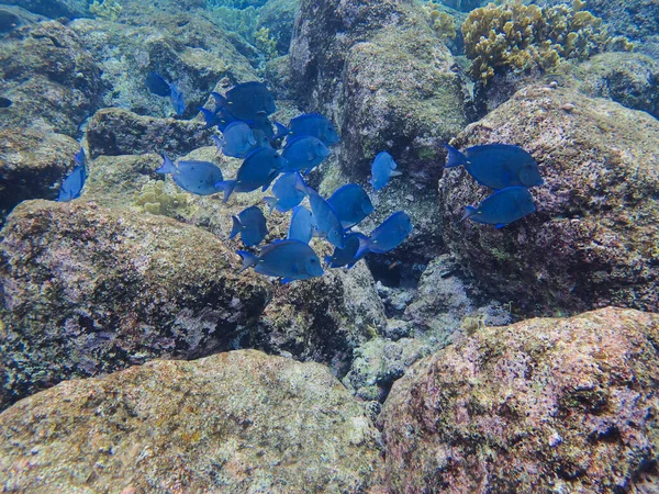 Mavi Tang Curacao Daki Mercanlardan Besleniyor — Stok fotoğraf