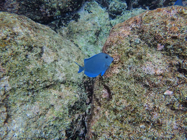 Blue Tang Eating Growth Coral Curacao — Zdjęcie stockowe