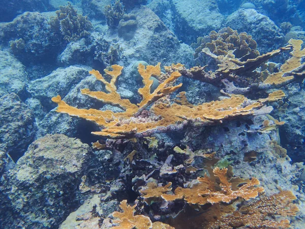 Koralen Zijn Ongewervelden Klasse Anthozoa Van Fylum Cnidaria Leven Meestal — Stockfoto