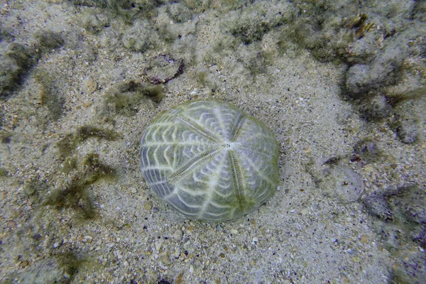 Sea Biscuit Underwater Atlantic Ocean Coast Bahamas — 스톡 사진