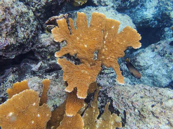 Koralen Zijn Ongewervelden Klasse Anthozoa Van Fylum Cnidaria Leven Meestal — Stockfoto