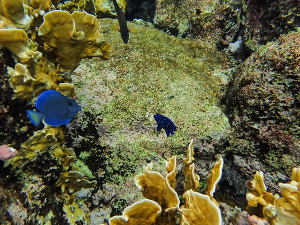 Blue Tang Eating Growth Coral Curacao — Zdjęcie stockowe