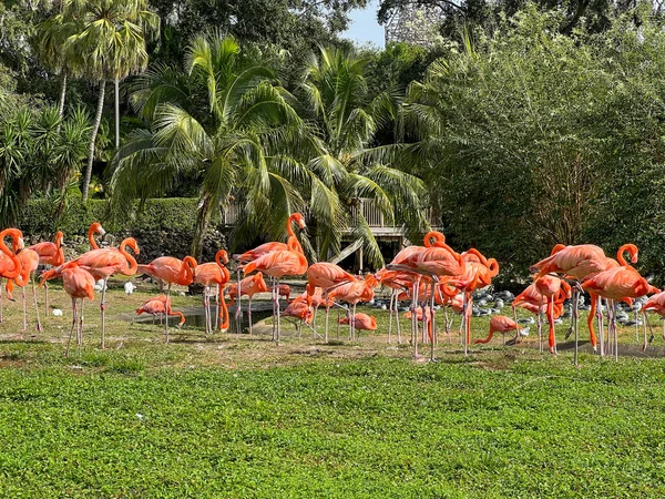 Flamants Roses Orange Sieste Promène Dans Stylo Dans Zoo — Photo