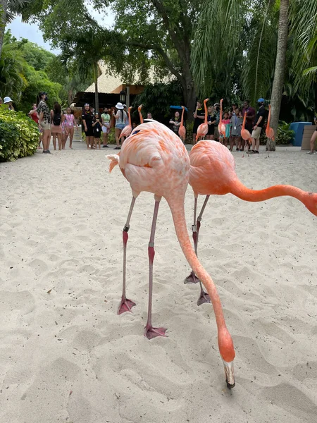 Orlando Estados Unidos Mayo 2021 Flamingoes Caminando Discovery Cove Orlando —  Fotos de Stock