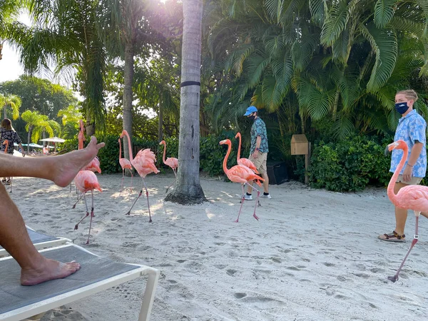 Orlando Usa Septembre 2021 Flamants Roses Marchant Discovery Cove Orlando — Photo