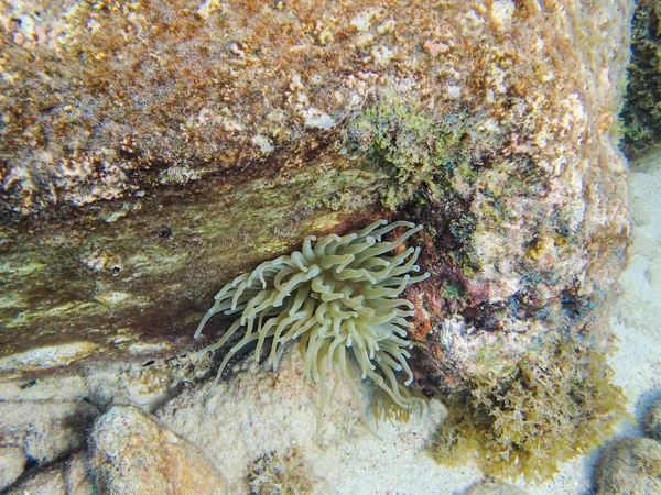 Uma Foto Subaquática Uma Anémona Mar Pendurada Rocha Recife Coral — Fotografia de Stock