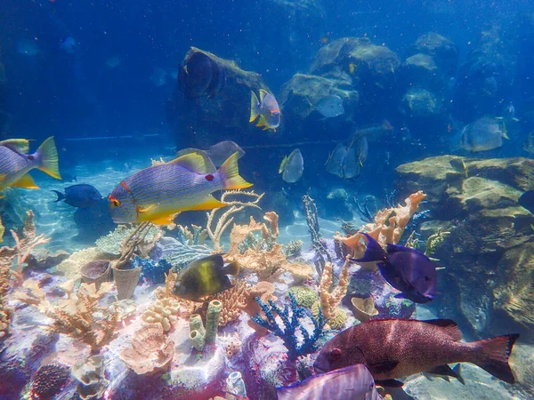 Podvodní Fotka Sailfina Snappera Jak Plave Mezi Skalami Korálovými Útesy — Stock fotografie
