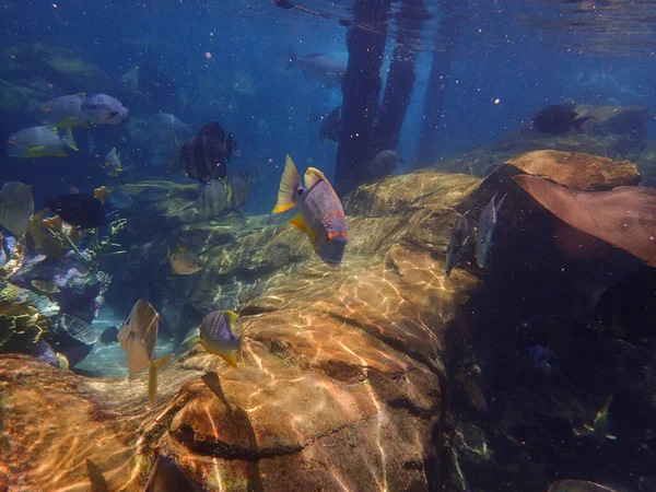 岩礁とサンゴ礁の間を泳ぐセーフィン スナッパーの水中写真 — ストック写真