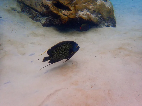 Ein Unterwasserfoto Eines Französischen Kaiserfisches Der Zwischen Felsen Und Korallenriffen — Stockfoto