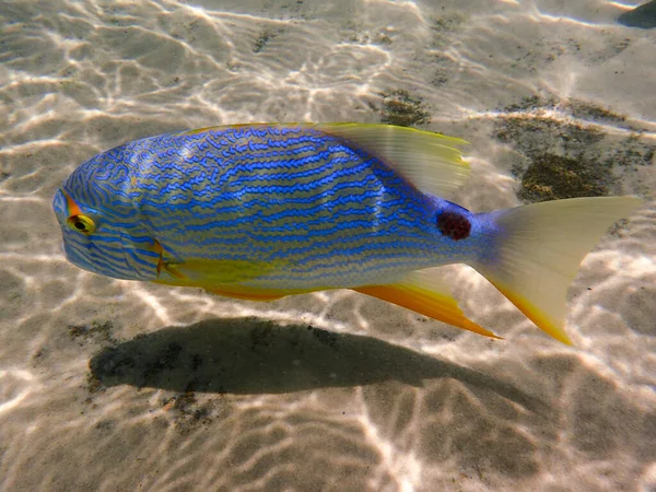 Podwodne Zdjęcie Sailfin Snapper Pływający Wśród Skały Rafy Koralowej — Zdjęcie stockowe