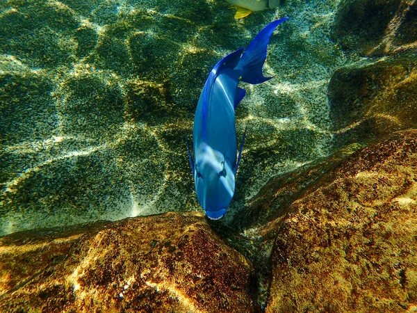 Poisson Blue Tang Nageant Près Rocher Récif Corallien Sous Marin — Photo