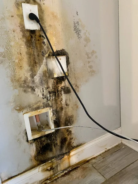 A wall behind a refridgerator with mold growing due to a leak in the water line.