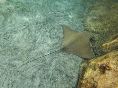 Güneşli bir günde kayaların ve mercan resiflerinin üzerinde yüzen bir Cownose Ray 'in sualtı fotoğrafı..
