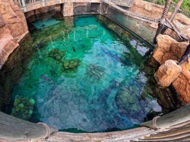 Black Tip Reef, White Tip Reef, Bonnethead, Zebra ve Hemşire Sharks 'ın yüzdüğü bir akvaryum..