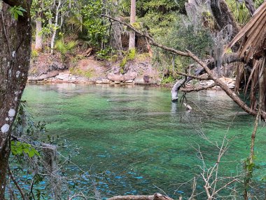 Orange City, FL USA - 4 Şubat 2022: Orange City, Florida 'daki Blue Springs State Park' taki yaylarda denizayısı.