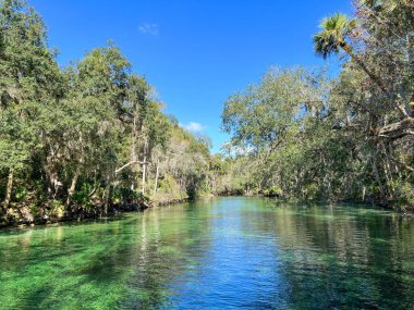 Orange City, FL USA - 4 Şubat 2022: Orange City, Florida 'daki Blue Springs State Park' taki yaylar.