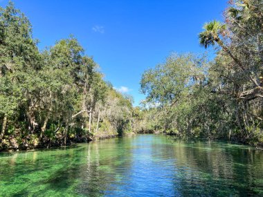 Orange City, FL USA - 4 Şubat 2022: Orange City, Florida 'daki Blue Springs State Park' taki yaylar.