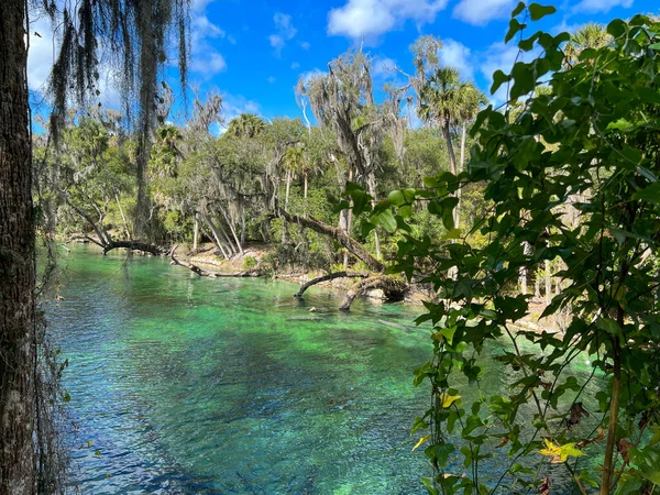 フロリダ州オレンジシティ 2022年2月4日 フロリダ州オレンジシティのブルースプリングス州立公園の泉のマナティー — ストック写真