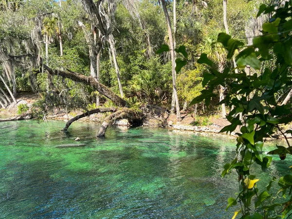 Orange City, FL USA - February 4, 2022:   The springs at Blue Springs State Park  in Orange City, Florida.