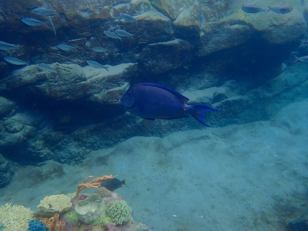 Mavi Tang Mercan Resifinin Yakınında Suyun Altında Yüzüyor — Stok fotoğraf