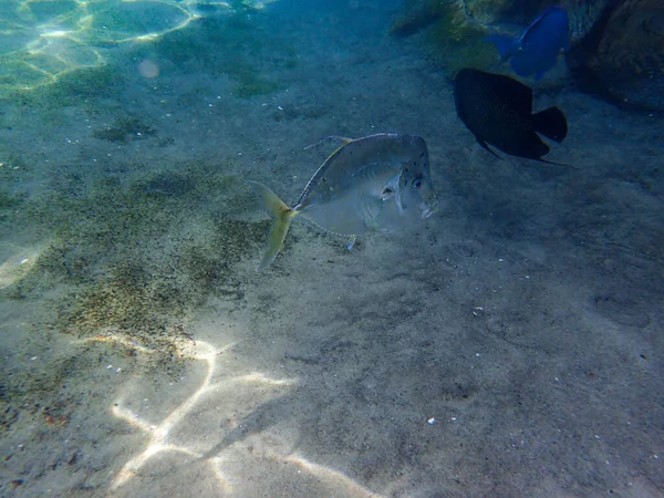 Underwater Photo Silver Lookdown Fish — Zdjęcie stockowe