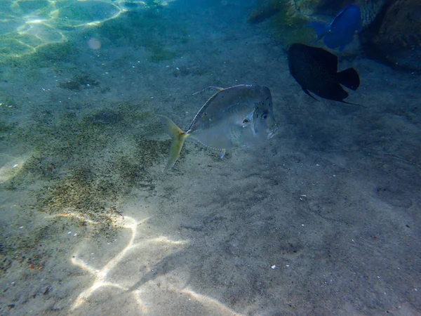 Uma Foto Subaquática Peixe Silver Lookdown — Fotografia de Stock