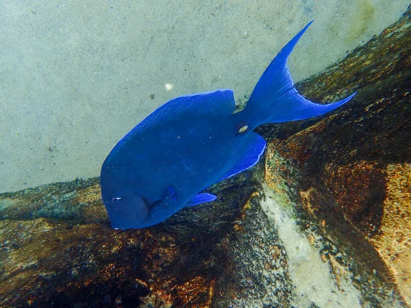 Blue Tang Żywi Się Koralowcami Rafie Koralowej — Zdjęcie stockowe