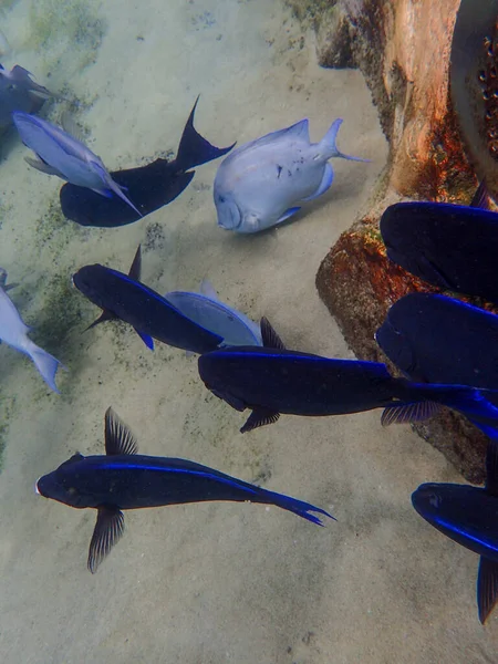 Cerrah Balığı Altında Bir Kaya Mercan Resifinin Yanında Yüzüyor — Stok fotoğraf
