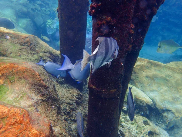 Underwater Photo Surgeon Spade Fish Swimming Rock Coral Reef Underwater — Stock Fotó