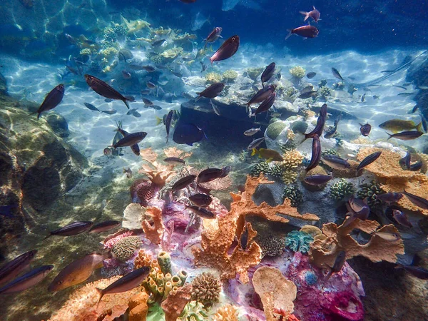 Underwater Photo Variety Fish Swimming Rock Coral Reef — Stock fotografie
