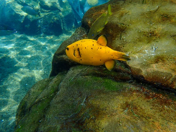 Uma Foto Subaquática Peixe Dogfaced Puffer Amarelo Nadando Entre Rocha — Fotografia de Stock