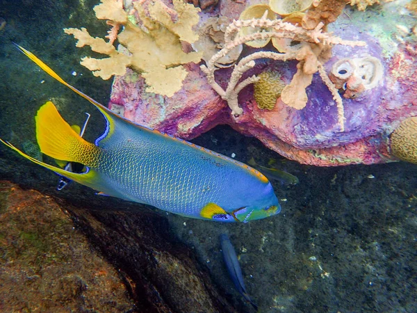 Podwodne Zdjecie Królowej Angelfish Plywajacej Wsrod Urwiska Koralikowej Rafy — Zdjęcie stockowe