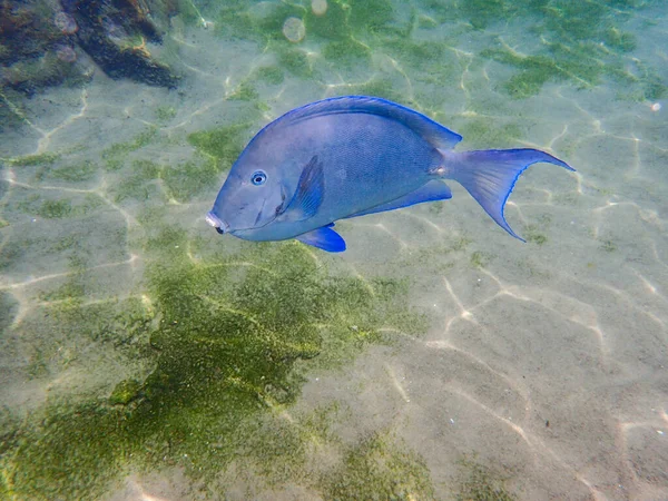 Surgeonfish Pływanie Pobliżu Skały Rafy Koralowej Pod Wodą — Zdjęcie stockowe