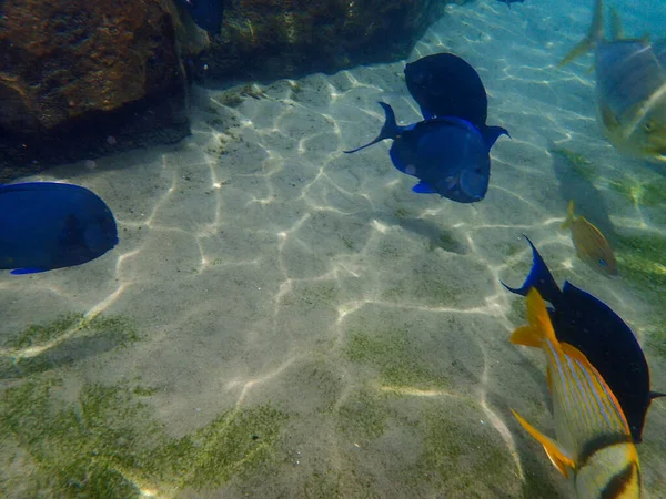 Blue Tang Swimming Underwater Coral Reef — Stock fotografie